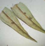 Schistidium agassizii Sull. & Lesq.