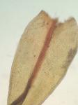 Schistidium agassizii Sull. & Lesq.