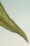 Schistidium agassizii Sull. & Lesq.
