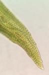 Schistidium agassizii Sull. & Lesq.