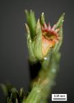Schistidium dupretii (Thér.) W.A. Weber