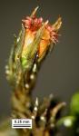Schistidium dupretii (Thér.) W.A. Weber