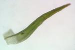 Schistidium liliputanum (Müll. Hal.) Deguchi