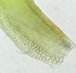 Schistidium liliputanum (Müll. Hal.) Deguchi