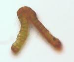 Schistidium liliputanum (Müll. Hal.) Deguchi