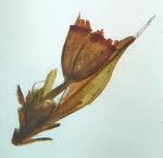 Schistidium liliputanum (Müll. Hal.) Deguchi