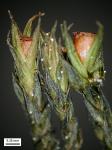 Schistidium rivulare (Brid.) Podp.