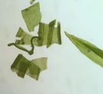 Schistidium rivulare (Brid.) Podp.