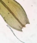 Schistidium viride H. H. Blom & C. Darigo