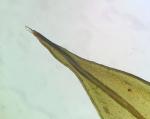 Schistidium viride H. H. Blom & C. Darigo