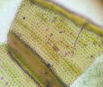 Schistidium viride H. H. Blom & C. Darigo