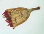Schistidium viride H. H. Blom & C. Darigo
