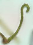 Schistidium viride H. H. Blom & C. Darigo