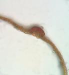 Schistidium viride H. H. Blom & C. Darigo