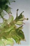 Schistochilopsis incisa (Schrad.) Konstant.