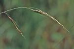 Schizachne purpurascens (Torr.) Swallen