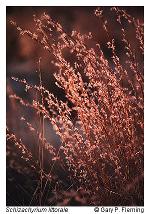 Schizachyrium littorale (Nash) E.P. Bicknell