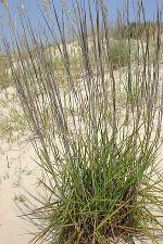 Schizachyrium littorale (Nash) E.P. Bicknell