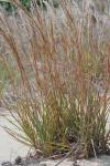 Schizachyrium littorale (Nash) E.P. Bicknell