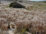 Schizachyrium littorale (Nash) E.P. Bicknell