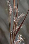 Schizachyrium littorale (Nash) E.P. Bicknell