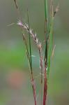 Schizachyrium scoparium (Michx.) Nash var. scoparium
