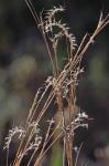 Schizachyrium scoparium (Michx.) Nash var. scoparium