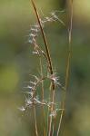 Schizachyrium scoparium (Michx.) Nash var. scoparium