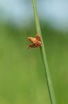 Schoenoplectus americanus (Pers.) Volk. ex Schinz & Keller
