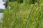 Schoenoplectus americanus (Pers.) Volk. ex Schinz & Keller