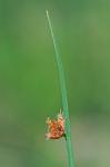 Schoenoplectus pungens (Vahl) Palla var. pungens