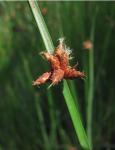 Schoenoplectus pungens (Vahl) Palla var. pungens