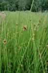 Schoenoplectus pungens (Vahl) Palla var. pungens