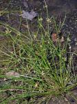 Schoenoplectiella purshiana (Fernald) K. Lye var. purshiana