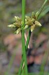 Schoenoplectiella purshiana (Fernald) K. Lye var. purshiana