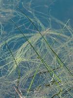 Schoenoplectus subterminalis (Torrey) Sojak