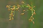Schoenoplectus tabernaemontani (Gmelin) Palla