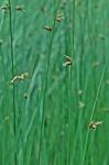 Schoenoplectus torreyi (Olney) Palla