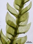 Schwetschkeopsis fabronia (Schwägr.) Broth.