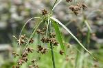Scirpus ancistrochaetus Schuyler