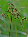 Scirpus ancistrochaetus Schuyler