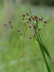 Scirpus ancistrochaetus Schuyler