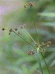 Scirpus atrovirens Willd.