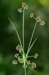 Scirpus atrovirens Willd.