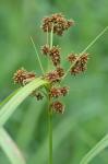Scirpus atrovirens Willd.
