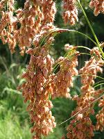 Scirpus cyperinus (L.) Kunth