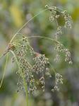 Scirpus cyperinus (L.) Kunth