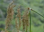 Scirpus cyperinus (L.) Kunth