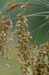 Scirpus cyperinus (L.) Kunth