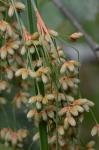 Scirpus cyperinus (L.) Kunth